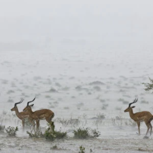 Male impalas (Aepyceros melampus) standing in heavy rain, Masai-Mara Game Reserve, Kenya