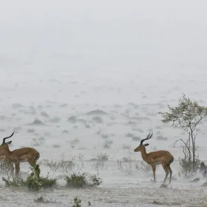 Male impalas (Aepyceros melampus) standing in heavy rain, Masai-Mara Game Reserve, Kenya