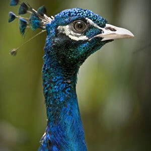 Male Indian peafowl / peacock (Pavo cristatus) from open forest areas on the Indian subcontinent. Captive, Jurong Bird Park, Singapore