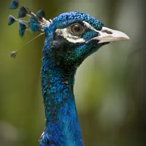 Maschio di pavone indiano (Pavo cristatus) da aree forestali aperte della penisola indiana. Cattivo, Jurong Bird Park, Singapore. Maschio di pavone indiano (Pavo cristatus) da aree forestali aperte della penisola indiana. Cattivo, Jurong Bird Park, Singapore.
