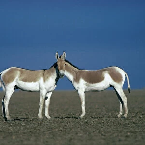 Two male Indian Wild Asses (Equus hemionus khur), looking like they share a single head