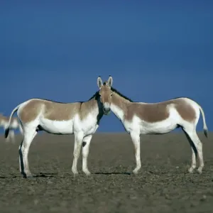 Dos machos de Asno salvaje indio (Equus hemionus khur), que parecen compartir una sola cabeza. Dos machos de Asno salvaje indio (Equus hemionus khur), que parecen compartir una sola cabeza.