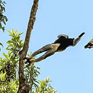 Male Indri (Indri indri) leaping through the rain forest canopy. Andasibe-Mantadia National Park, eastern Madagascar. Endangered. (digital composite - 7 frames stitched together to show leaping sequence)