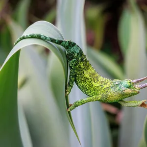 Male Jackson's chameleon (Chamaeleo jacksoni) reaching out as it moves between leaves, Maui, Hawaii