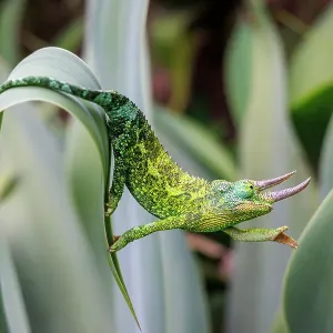 Male Jackson's chameleon print, reaching out as it moves between leaves