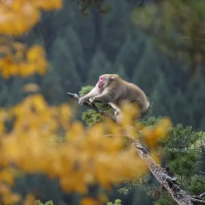 Male Japanese macaque (Macaca fuscata) roaring to attract females during the breeding season