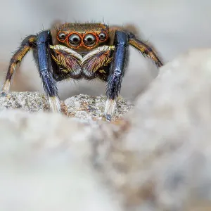 Male Jumping spider (Euophrys frontalis) close up, Derbyshire, UK. May. Focus stacked image Male Jumping spider (Euophrys frontalis) close up, Derbyshire, UK. May. Focus stacked image