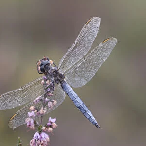 Male Keeled skimmer (Orthetrum coerulescens) in flight, Holt Lows CP, Norfolk, England