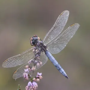 Male Keeled skimmer (Orthetrum coerulescens) in flight, Holt Lows CP, Norfolk, England Male Keeled skimmer (Orthetrum coerulescens) in flight, Holt Lows CP, Norfolk, England