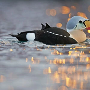 Male King eider duck (Somateria spectabilis) on water, Batsfjord, Norway, March
