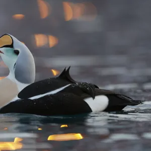 Male King eider (Somateria spectabilis) displaying, Norway, February