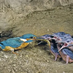 Male Kingfisher (Alcedo atthis) feeding chicks, aged 16 days, in artificial nest, Italy