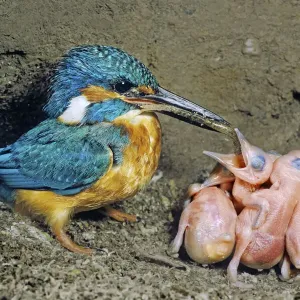 Male Kingfisher (Alcedo atthis) feeding his chicks, aged 5 days, in artificial nest, Italy