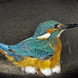 Male Kingfisher (Alcedo atthis) sitting on eggs for his brooding period in an artificial nest, Italy