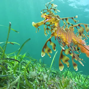 A male Leafy Seadragon (Phycodurus eques) carrying eggs. Wool Bay, Edithburgh, South Australia