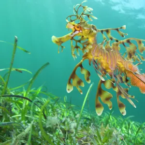 A male Leafy Seadragon (Phycodurus eques) carrying eggs. Wool Bay, Edithburgh, South Australia