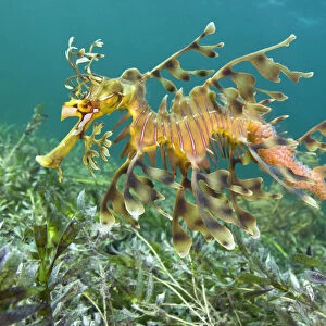 A male Leafy Seadragon (Phycodurus eques) carries a new batch of eggs on his tail