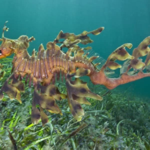 A male Leafy Seadragon (Phycodurus eques) swimming. Wool Bay Jetty, Edithburgh, Yorke Peninsular
