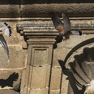 Two male Lesser kestrels (Falco naumanni) in pursuit flight, one driving off the