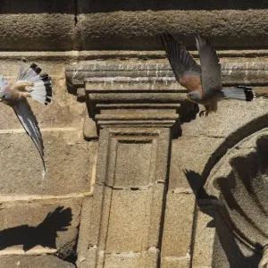 Lesser Kestrels in Pursuit Flight Print Lesser Kestrels in Pursuit Flight Print