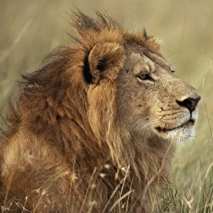 Male lion (Panthera leo) head portrait, Masai Mara, Kenya