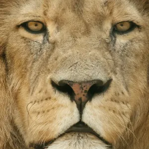 Male Lion Print - Close-up Face Portrait Male Lion Print - Close-up Face Portrait