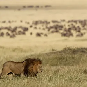 Male Lion Print - Romeo in Habitat, Masai Mara Male Lion Print - Romeo in Habitat, Masai Mara