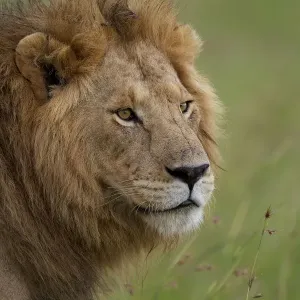 Male Lion Print: Romeo from Marsh Pride, Masai Mara Male Lion Print: Romeo from Marsh Pride, Masai Mara