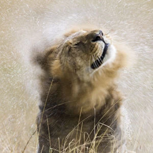 Male Lion (Panthera leo) shaking off water in the rain, Masai-Mara game reserve, Kenya