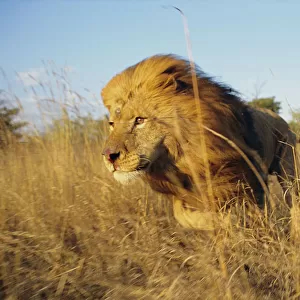 Male Lion running through grass {Panthera leo} Masai Mara, Kenya