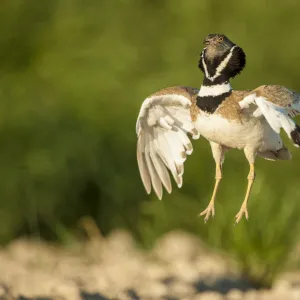 Male Little bustard (Tetrax tetrax) displaying, Catalonia, Spain, May