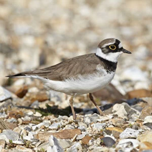 Male Little ringed plover (Charadrius dubius) on the edge of a freshwater gravel pit