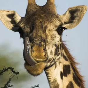 Male Masaai Giraffe {Giraffa camelopardalis} licking nose, Serengeti NP, Tanzania