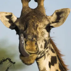 Un maschio di giraffa cammello (Giraffa camelopardalis) che lecca il naso, Serengeti NP, Tanzania. Un maschio di giraffa cammello (Giraffa camelopardalis) che lecca il naso, Serengeti NP, Tanzania.