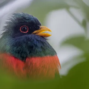 Male Masked trogon (Trogon personatus) portrait, Mindo, Pichincha, Ecuador