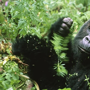 Male Mountain gorilla (Gorilla beringei) eating vegetation, Rwanda, Central Africa