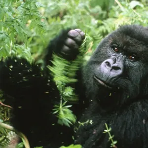 Mountain Gorilla Print, Rwanda Mountain Gorilla Print, Rwanda
