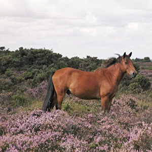 Male New Forest Pony looking alert and listening with ears pricked standing among