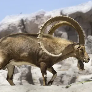 Un maschio d'ibice nubiano (Capra nubiana) al progetto di allevamento in cattività del Centro per la vita selvatica araba, Sharjah, Emirati Arabi Uniti. (in cattività). Un maschio d'ibice nubiano (Capra nubiana) al progetto di allevamento in cattività del Centro per la vita selvatica araba, Sharjah, Emirati Arabi Uniti. (in cattività).