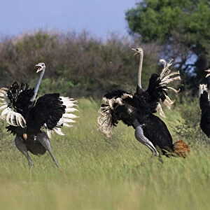 Three male Ostriches (Struthio camelus) running and flapping wings in aggressive display, Kgalagadi Transfrontier Park, South Africa