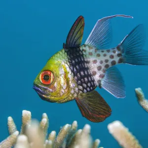 Male Pajama Cardinalfish Incubating Eggs Print Male Pajama Cardinalfish Incubating Eggs Print