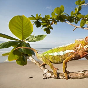 Male Panther Chameleon (Furcifer pardalis) feeding on Preying mantis in beach side vegetation