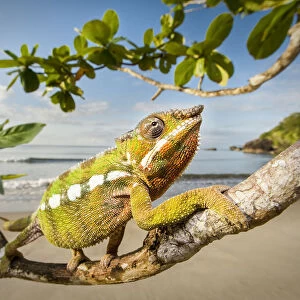 Male Panther Chameleon (Furcifer pardalis) stalking prey in beach side vegetation