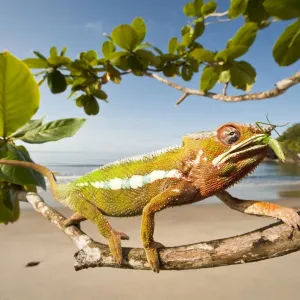 Male Panther Chameleon Print: Beachside Preying Mantis Capture Male Panther Chameleon Print: Beachside Preying Mantis Capture