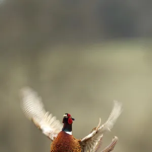 Male Pheasant (Phasianus colchicus) displaying, Hertfordshire, England, UK