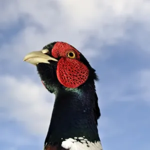 Male Pheasant (Phasianus colchicus) portrait during the breeding season, Derbyshire Male Pheasant (Phasianus colchicus) portrait during the breeding season, Derbyshire