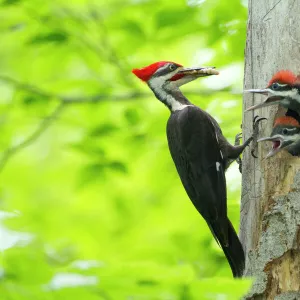 Male Pileated Woodpecker (Dryocopus pileatus) with beetle larva in beak about to feed two chicks