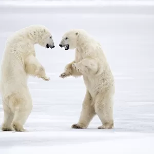 Two male Polar bears (Ursus maritimus) standing on hind legs, sparring, Churchill, Canada. November