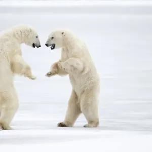 Dos osos polares machos (Ursus maritimus) de pie en las patas traseras, peleando, Churchill, Canadá. Noviembre.