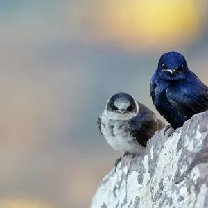 Male Purple Martins perched on rock, Print Male Purple Martins perched on rock, Print